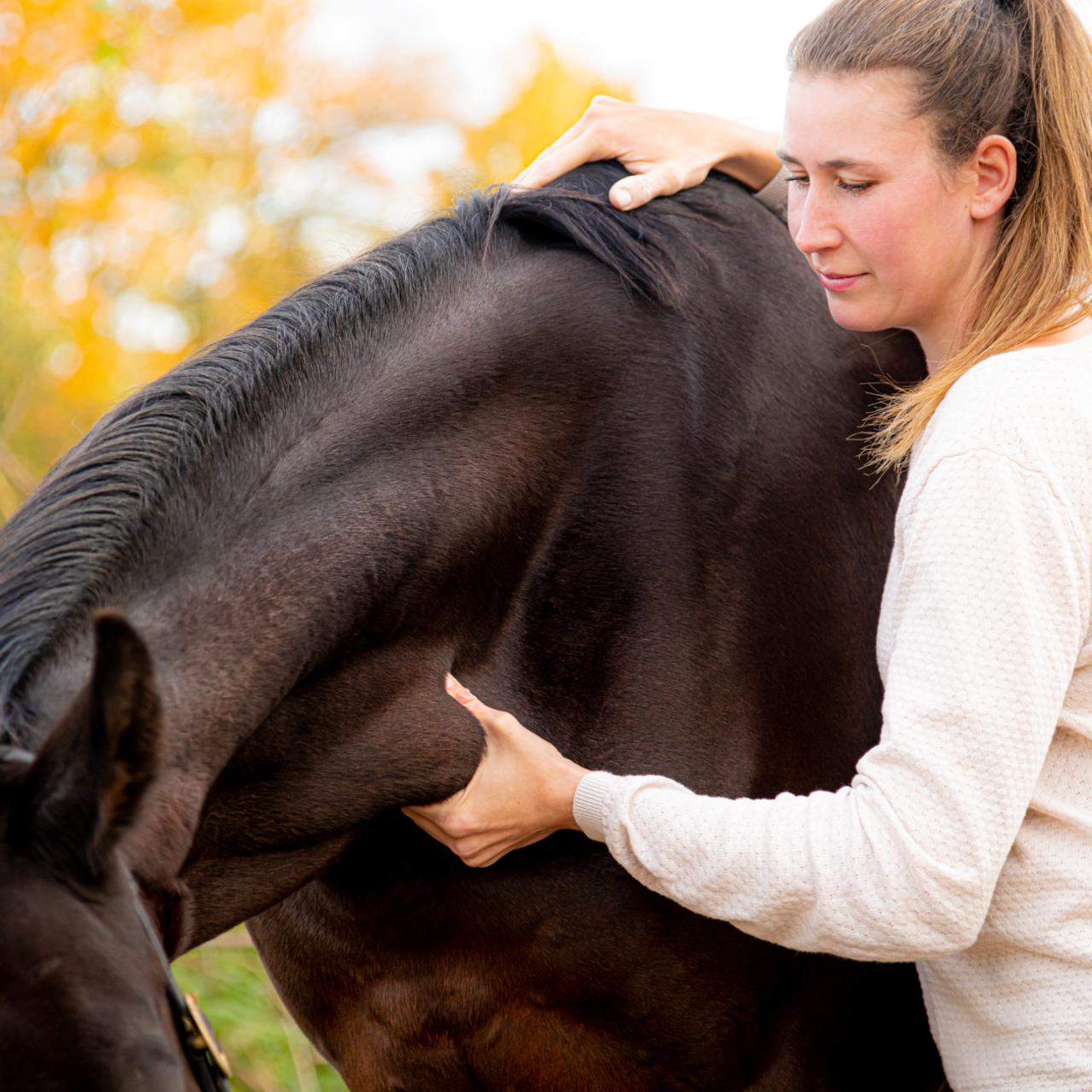 Physiotherapie am Pferd